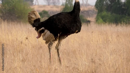 a male ostrich stands in the tall grass with his penis out after urinating. Close up shot photo