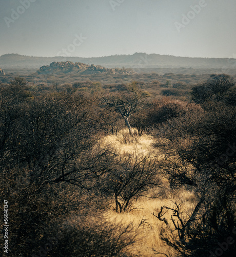 Panoramablick über das Buschland im Khomashochland in Zentral-Namibia mit einem Einzelnen Baum im Zentrum des Bildes photo