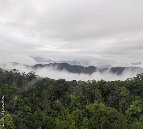 Beautiful misty forest on Ba Na hills. Da Nang. Vietnam