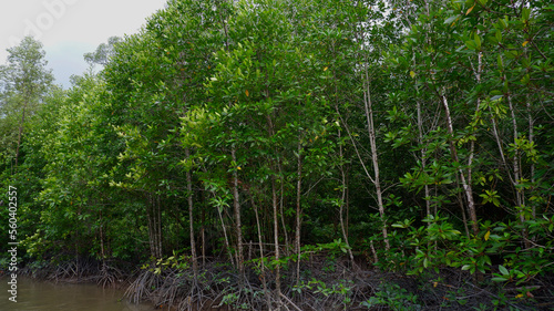 Canvas Print Ecosystem of green and dense mangrove forest and river in Belo Laut Village, Ind