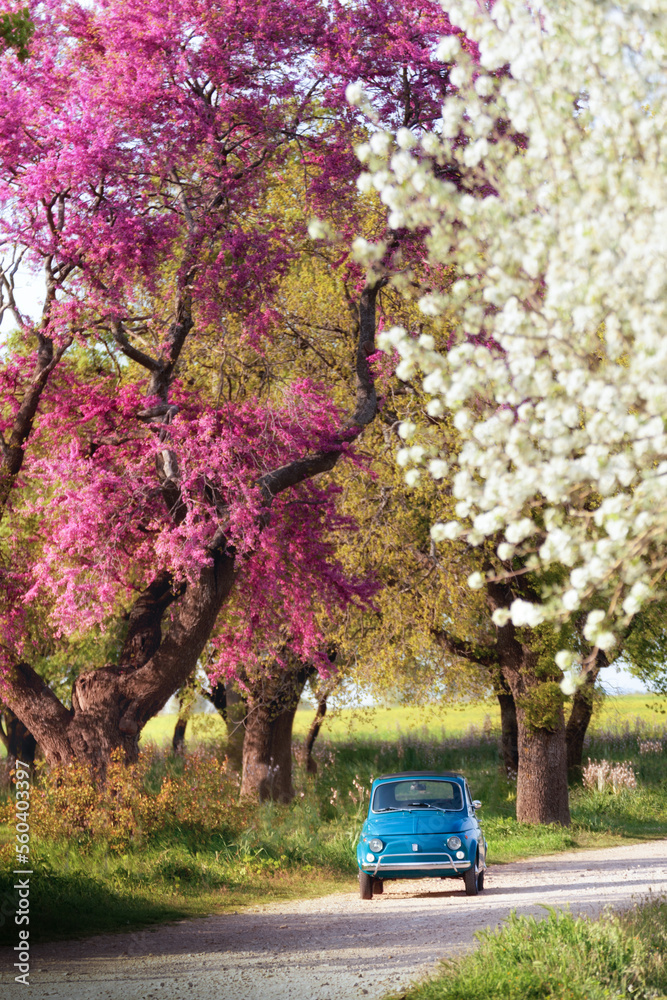 macchina epoca blu in un viale con alberi in fiore - obrazy, fototapety, plakaty 