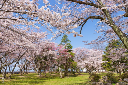 彦根城西の丸庭園の桜風景