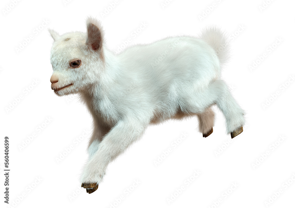 3D Rendering Baby Goat on White 3D Rendering Baby Goat on White