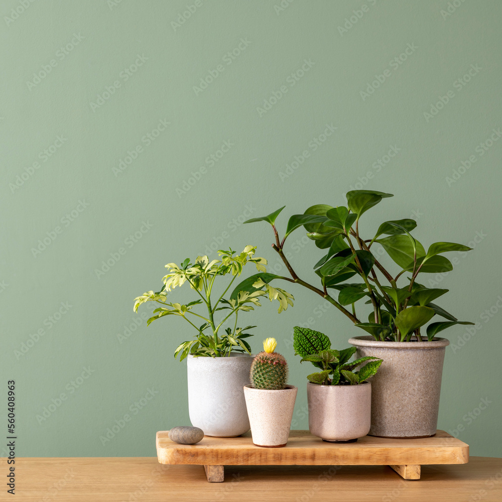 Creative composition of botanic home interior design with lots of plants in classic designed pots and accessories on the wooden chest of drawers. Green wall. copy space. Plants love concepts Creative composition of botanic home interior design with lots of plants in classic designed pots and accessories on the wooden chest of drawers. Green wall. copy space. Plants love concepts