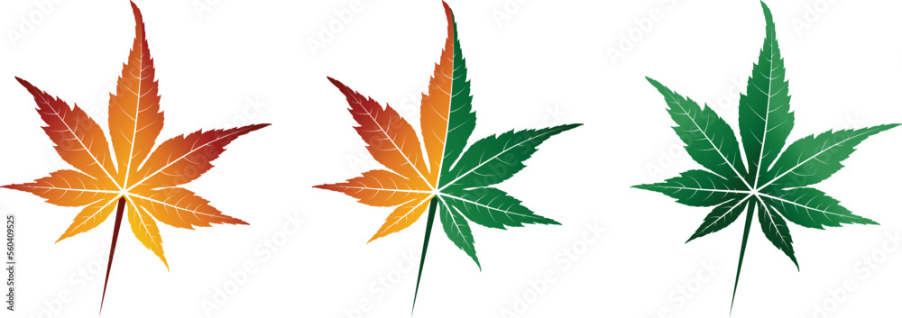 vector of the autumn maple leaf