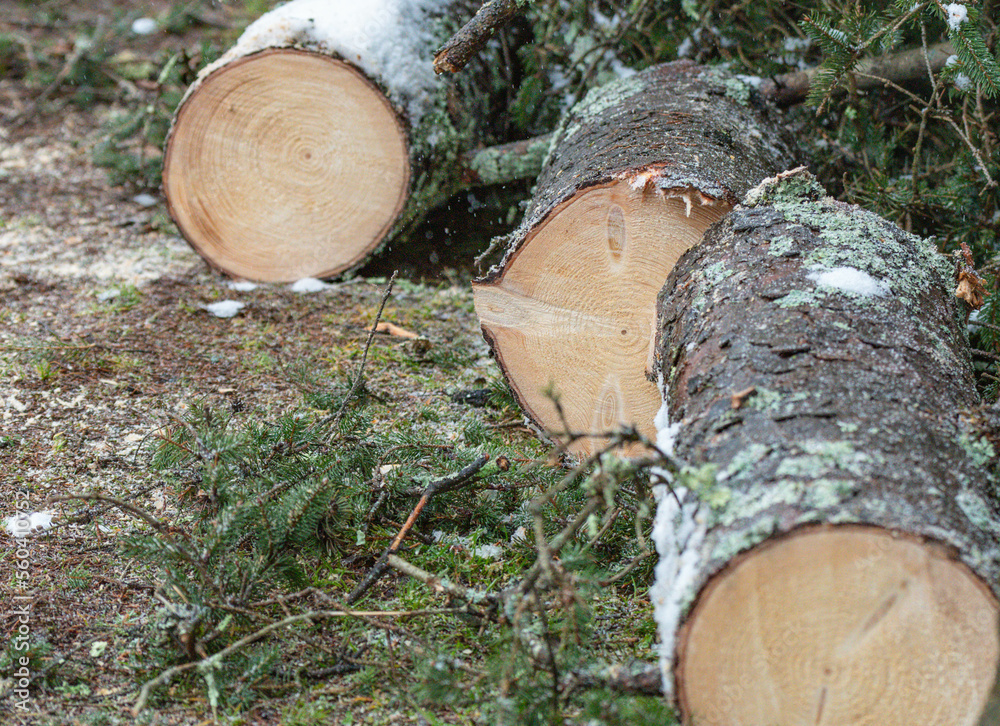 Freshly cut down Paine tree, winter season, textured backgrounds, materials