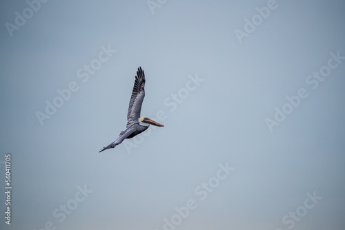 pelican in flight © Gerard