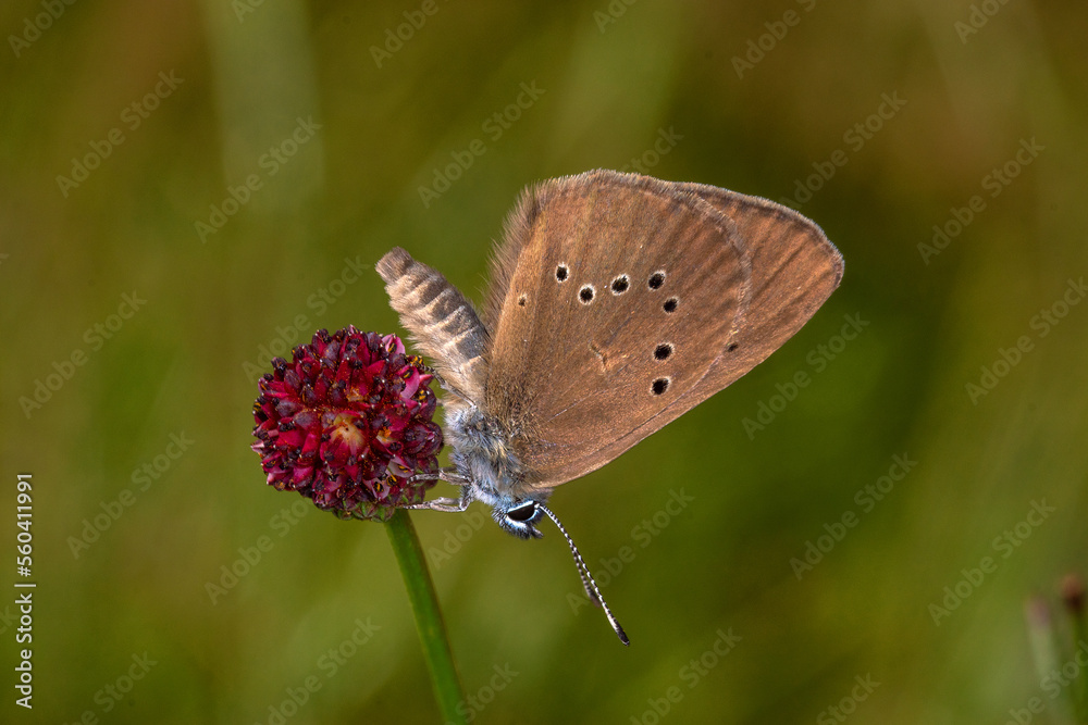 Obraz premium DE, NRW, Eitorf, 18.07.2022, Dunkler Wiesenknopf-Ameisenbläuling