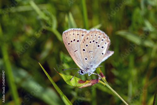 DE, NRW, Eitorf, 18.07.2022, Phengaris teleius, Heller Wiesenknopf-Ameisenbläuling photo