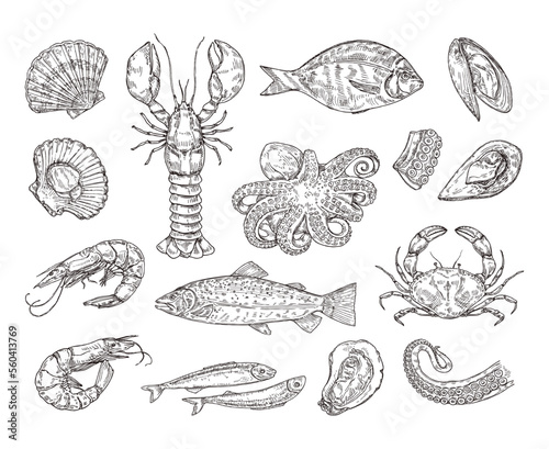 Hand drawn seafood. Hand drawn crab, shrimp and octopus. Sea scallops, shellfish and salmon vector illustration set