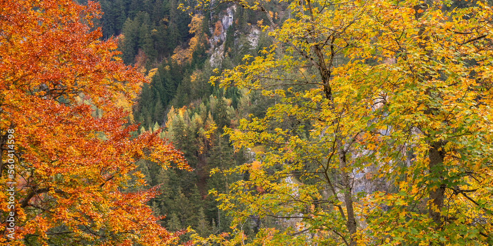 Autumn Mixed Forest, Bavarian Alps, Hohenschwangau, Füssen, Ostallgäu, Bavaria, Germany, Europe Autumn Mixed Forest, Bavarian Alps, Hohenschwangau, Füssen, Ostallgäu, Bavaria, Germany, Europe