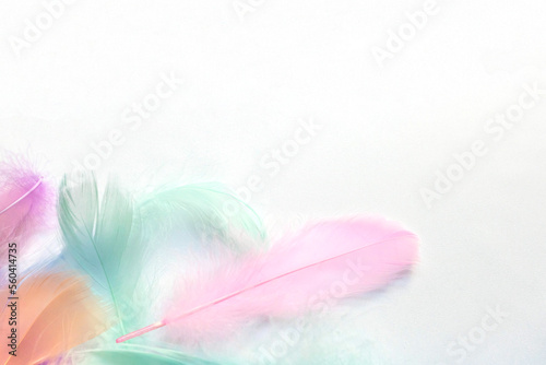 Colorful feathers on white background  soft pastel feathers can use as a backdrop. Beautiful feathers texture.