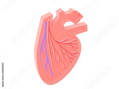 3d illustration of the heart with veins and coronary arteries. Flat graphic representation with volume cut out on white background.