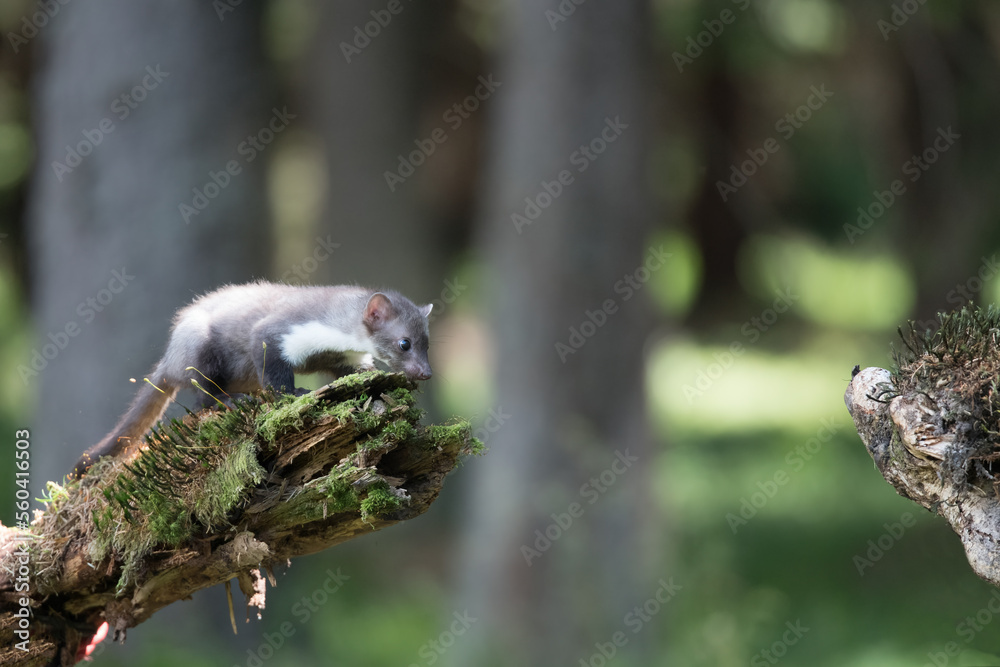 Stone marten, Martes foina, with clear green background. Beech marten, detail portrait of forest animal. Small predator sitting on the beautiful green moss stone in the forest. Wildlife scene, France Stone marten, Martes foina, with clear green background. Beech marten, detail portrait of forest animal. Small predator sitting on the beautiful green moss stone in the forest. Wildlife scene, France