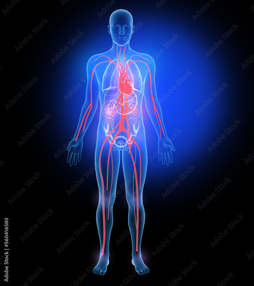 3d illustration of internal organs and bones, made of transparent glass. Circulatory system and heart. 3d illustration of internal organs and bones, made of transparent glass. Circulatory system and heart.