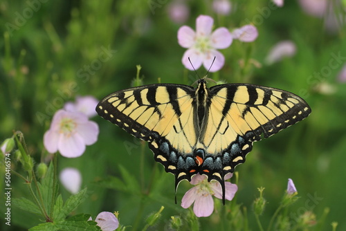 Eastern tiger swallowtail ( papilio glaucus) female on wild geraniums (Geranium maculatum) photo