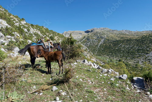 Griechenland - Zagori - Tsepelovo - Pindosgebirge - Pferde