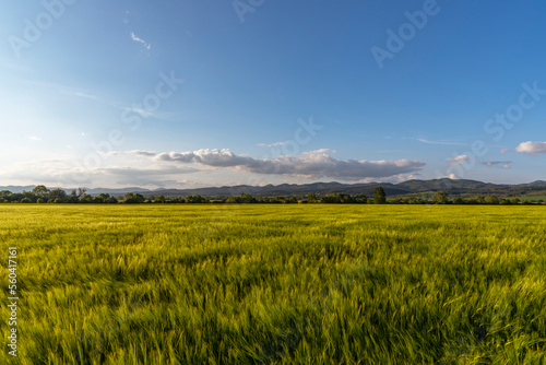 Rural landscape with wheat field on sunset.