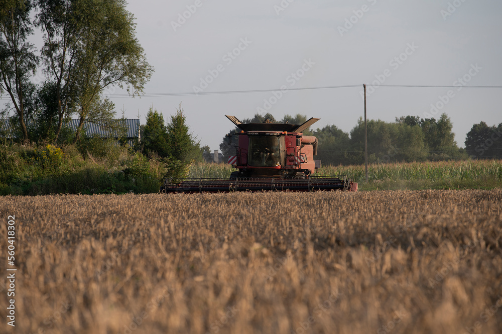 Fototapeta premium grain harvester, wheat harvest, wheat harvester at work, harvester in the field, harvester working at harvest time