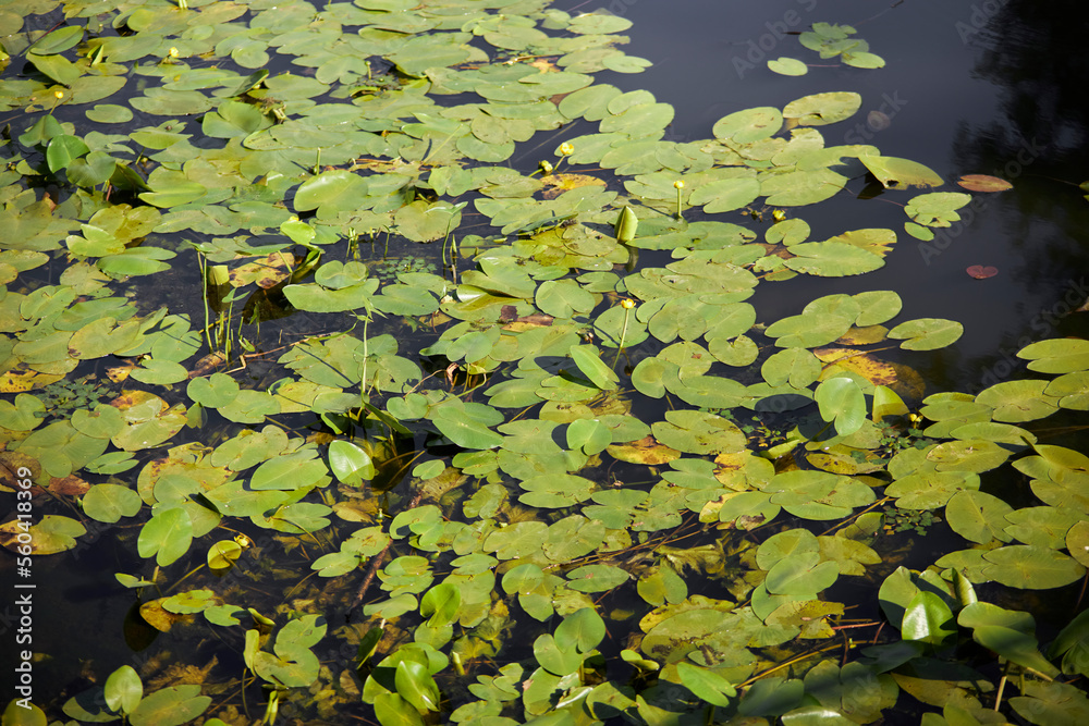 water lilies in the pond, in the rays of the sun. Water lily leaves on lake water. Green background or texture of Water lily leaves under the rays of the sun water lilies in the pond, in the rays of the sun. Water lily leaves on lake water. Green background or texture of Water lily leaves under the rays of the sun