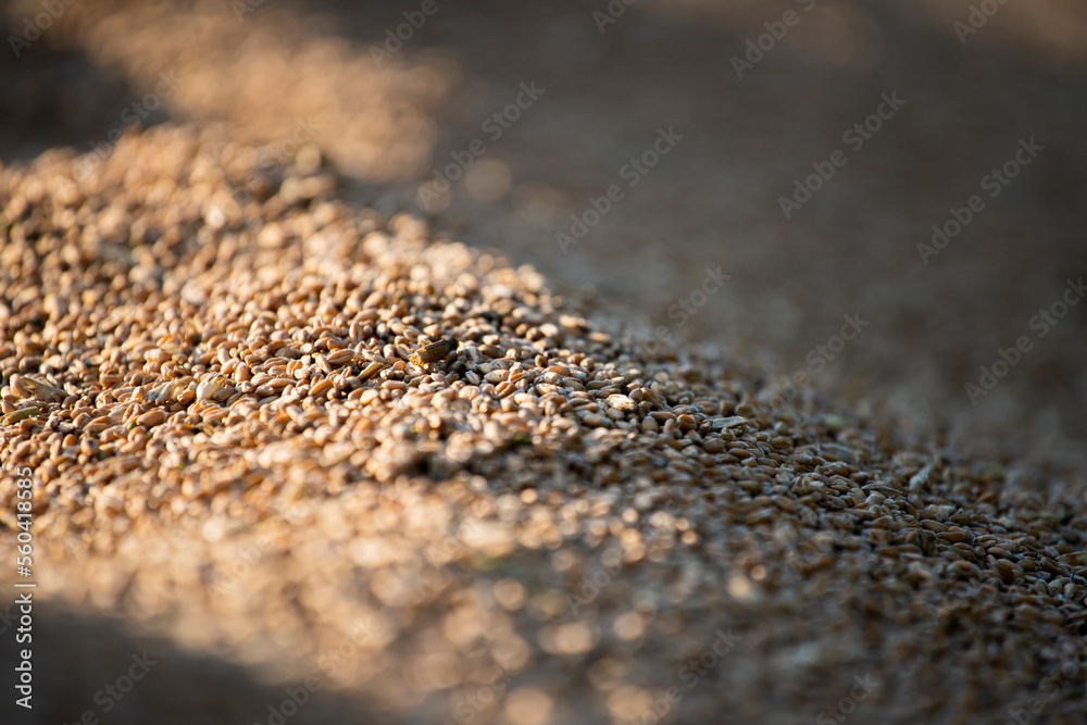 wheat, wheat grains, freshly threshed wheat grains, good quality wheat, trailer wheat wheat, wheat grains, freshly threshed wheat grains, good quality wheat, trailer wheat