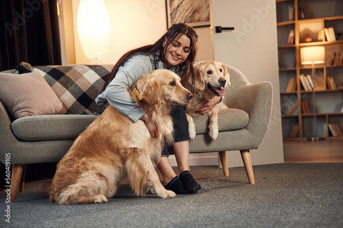 Modern interior. Woman is with two golden retriever dogs at home