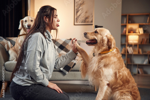 Photography Animal is giving paw