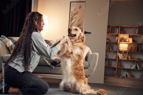 Playing, doing tricks. Woman is with golden retriever dog at home