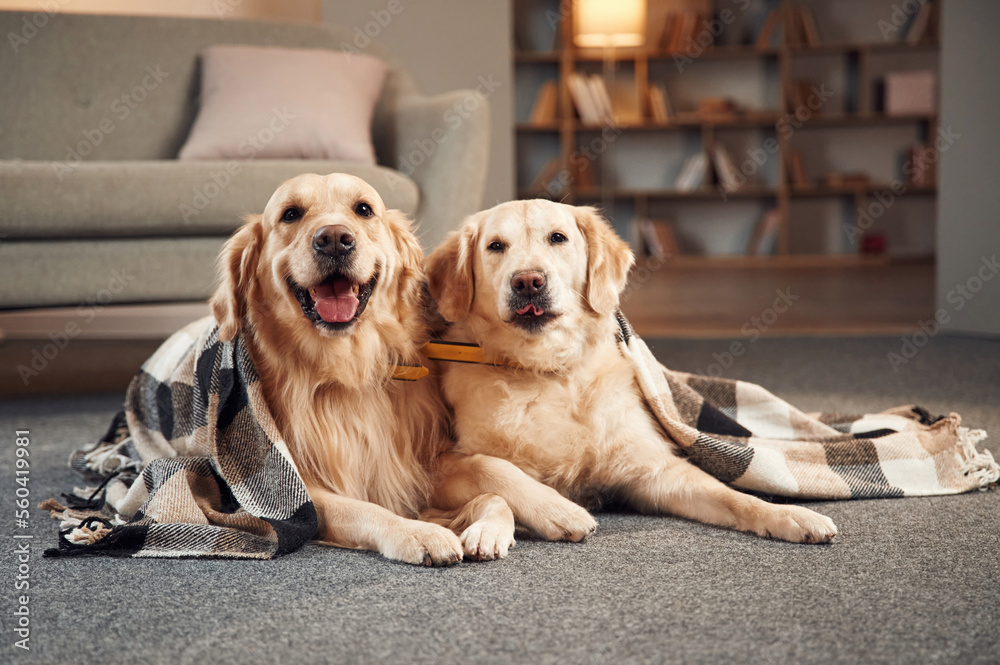 Lying down on the floor. Two golden retrievers is together at domestic room indoors Lying down on the floor. Two golden retrievers is together at domestic room indoors