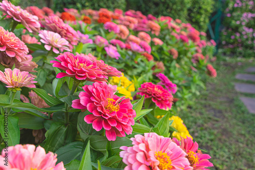 The colorful zinnia garden and nice bokeh background