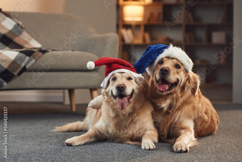 Conception of New Year. In Santa hats. Two golden retrievers is together at domestic room indoors