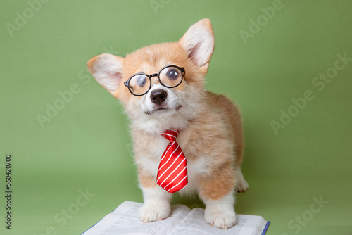 a Welsh corgi puppy in glasses and tie sits with a book on a green background, the concept of training, office work