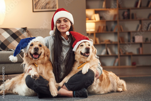 In Santa hats. Woman is with two golden retriever dogs at home