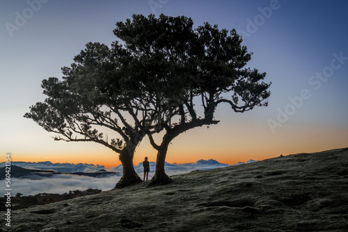 A person between two Laural Trees is watching sunset, Madeira/Fanal