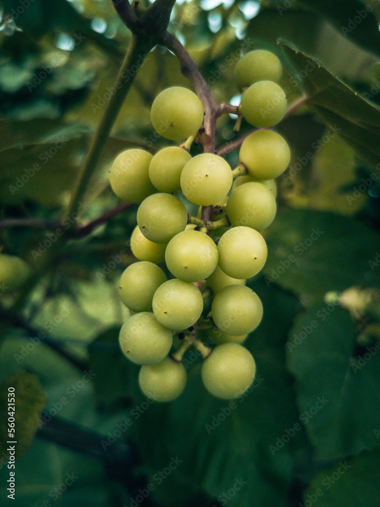 Niedojrzałe winogrono