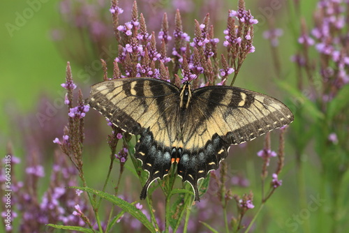 Schilderij op canvas aberrant eastern tiger swallowtail female (papilio glaucus) on blue vervain (Ver
