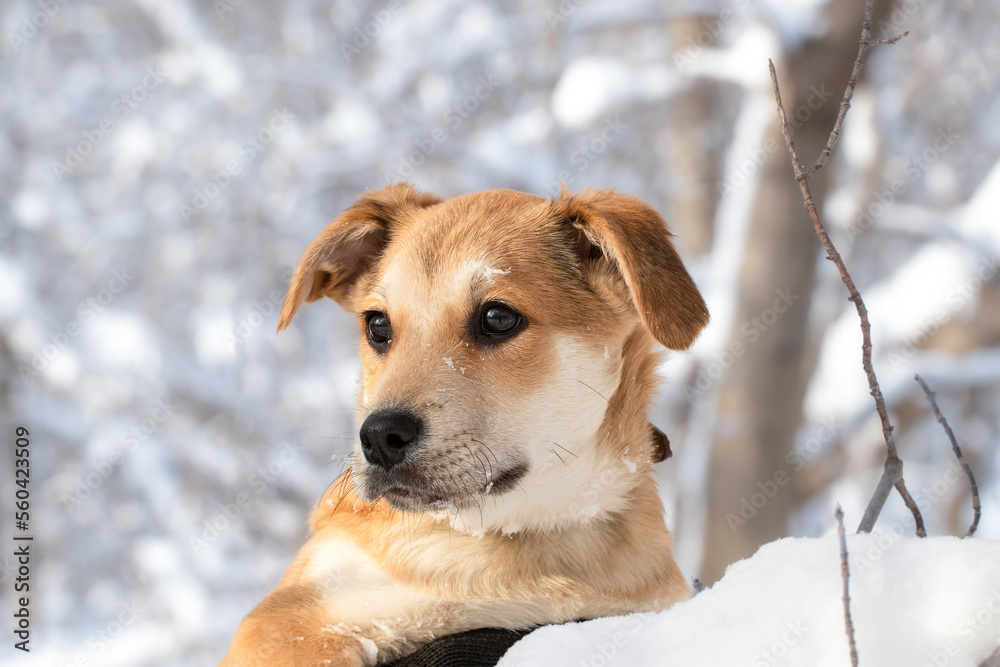 Portrait of a dog in winter.Cute puppy against the background of a winter snow forest,close-up.Winter walk with a dog. Portrait of a dog in winter.Cute puppy against the background of a winter snow forest,close-up.Winter walk with a dog.