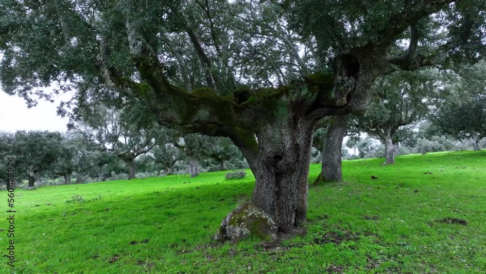 Old holm oak fastened in a Dehesa in the surroundings of the town of Porqueriza. Aerial view from a drone. Pigsty. Charro Field. Salamanca. Castile and Leon. Spain. Europe Old holm oak fastened in a Dehesa in the surroundings of the town of Porqueriza. Aerial view from a drone. Pigsty. Charro Field. Salamanca. Castile and Leon. Spain. Europe