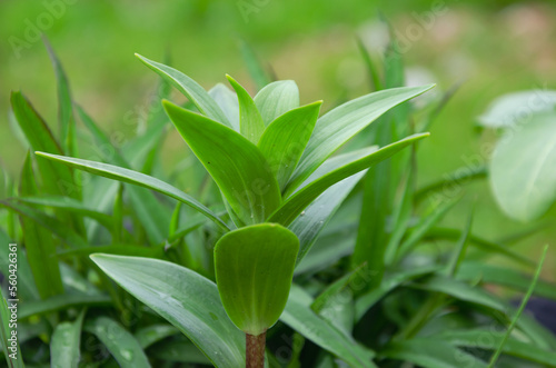 background of green leaves of a growing plant