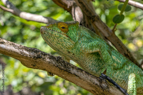 Chameleon Furcifer Pardalis  Madagascar nature