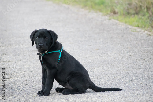 Portrait of a black labrador puppy sitting in the middle of the road