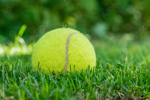 tennis ball on mowed grass