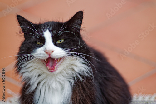 Fluffy black and white tuxedo cat with an open mouth photo