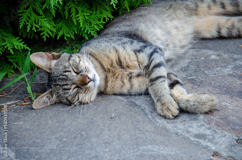Fototapeta Naklejka Na Ścianę i Meble -  Gray cat sleeps on the street in the summer. Green background.