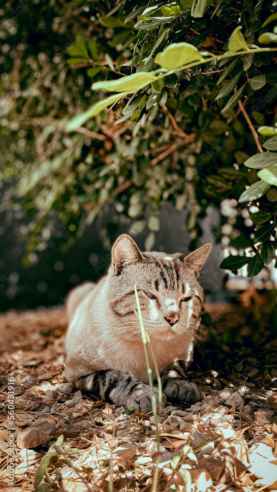 cat in the garden (gato no jardim)