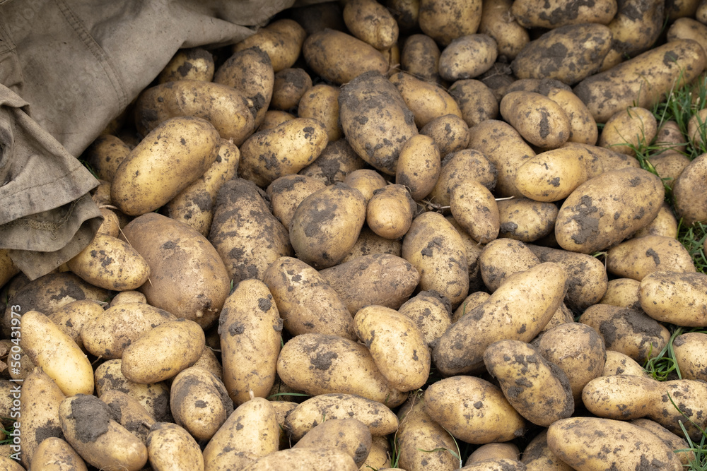 Fresh young potato. Heap of ripe potatoes on the ground in a field. Fresh white young organic potatoes, harvesting. Organic vegetables background. Harvest close-up Fresh young potato. Heap of ripe potatoes on the ground in a field. Fresh white young organic potatoes, harvesting. Organic vegetables background. Harvest close-up