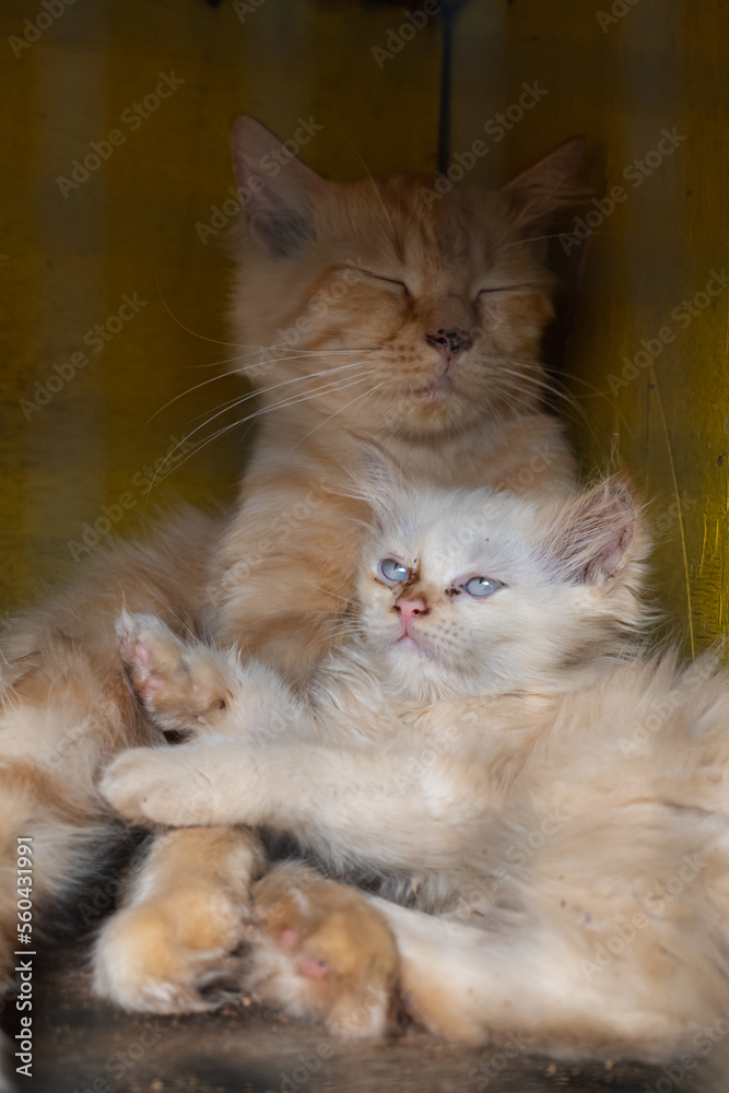Obraz premium the kitten and its mother are in the cage