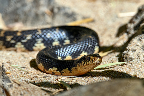 Malagasy giant hognose snake (Leioheterodon madagascariensis) Madagascar nature