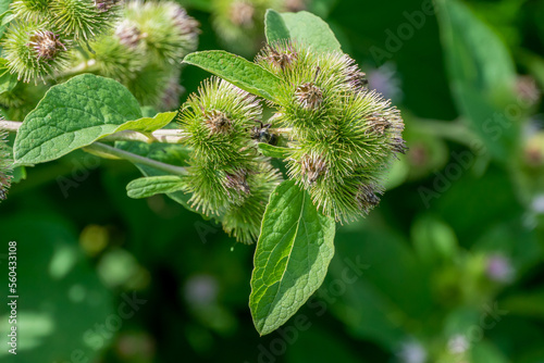 Burrs Growing On the Burdock Plant In Summer