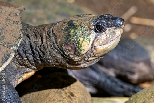 Madagascar big-headed turtle (Erymnochelys madagascariensis), Madagascar nature